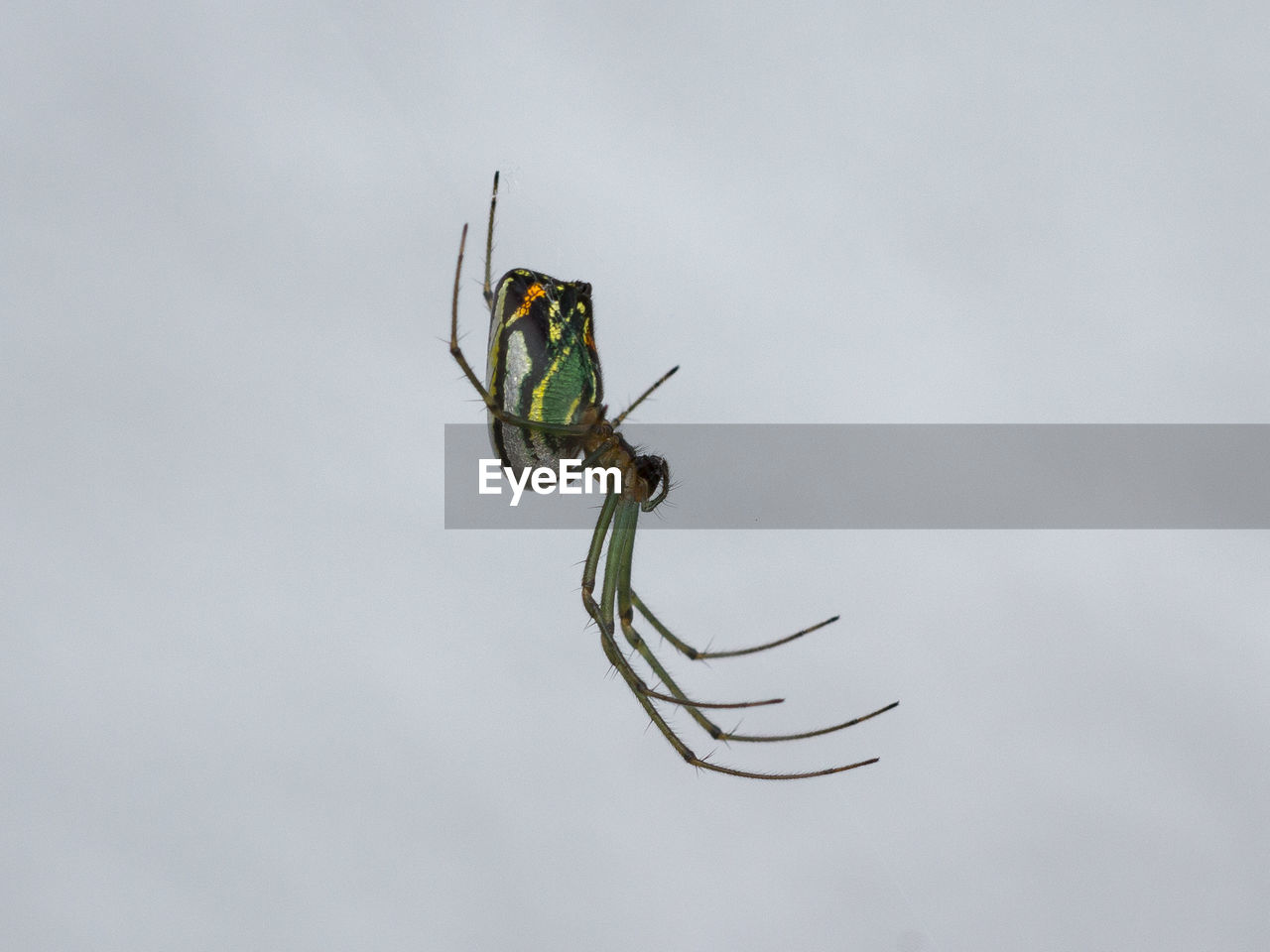 Close-up of spider against white background