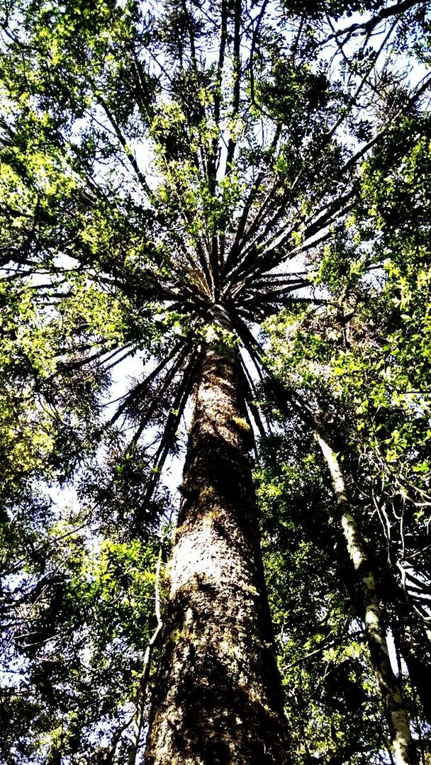 LOW ANGLE VIEW OF TREES AGAINST SKY