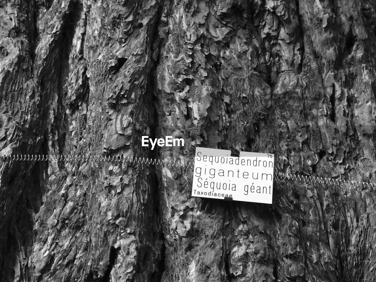 INFORMATION SIGN ON TREE TRUNK