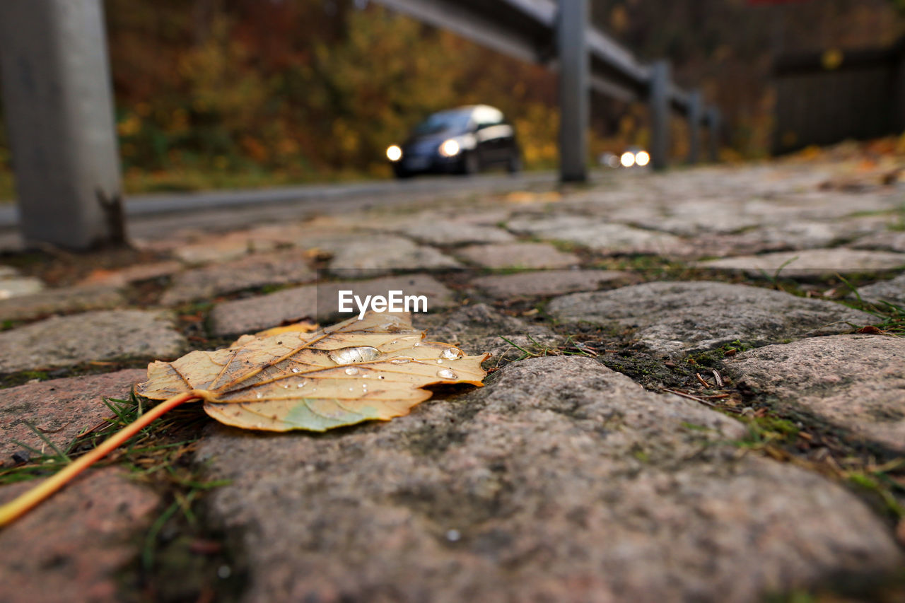 CLOSE-UP OF AUTUMN LEAVES ON STREET