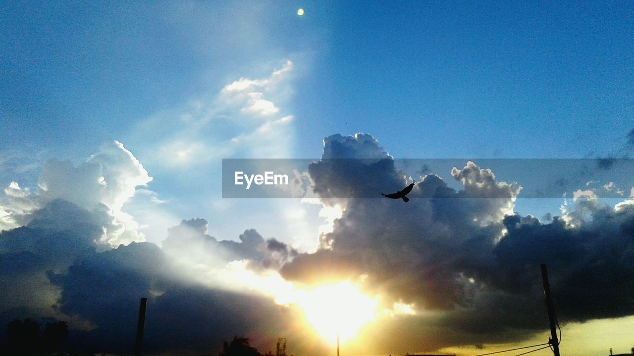 Low angle view of bird flying against sky