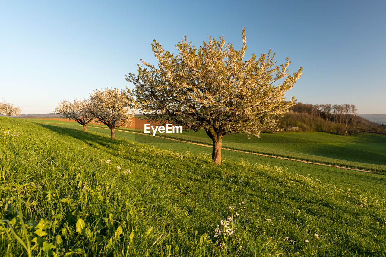 Scenic view of field against clear sky