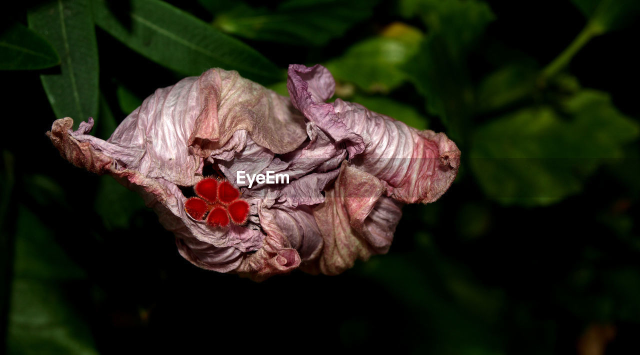 CLOSE-UP OF BUTTERFLY ON FLOWERS