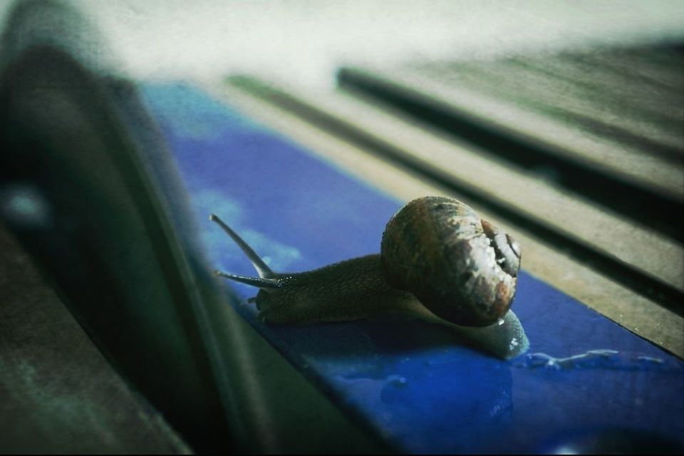 CLOSE-UP OF SNAIL ON WOOD