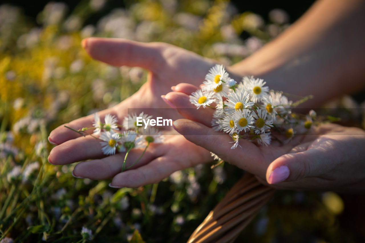 cropped hand of person holding flowers
