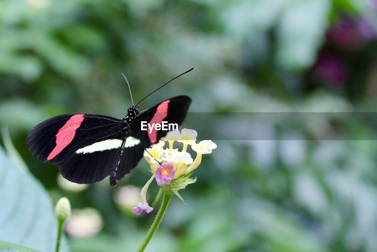 BUTTERFLY ON FLOWER