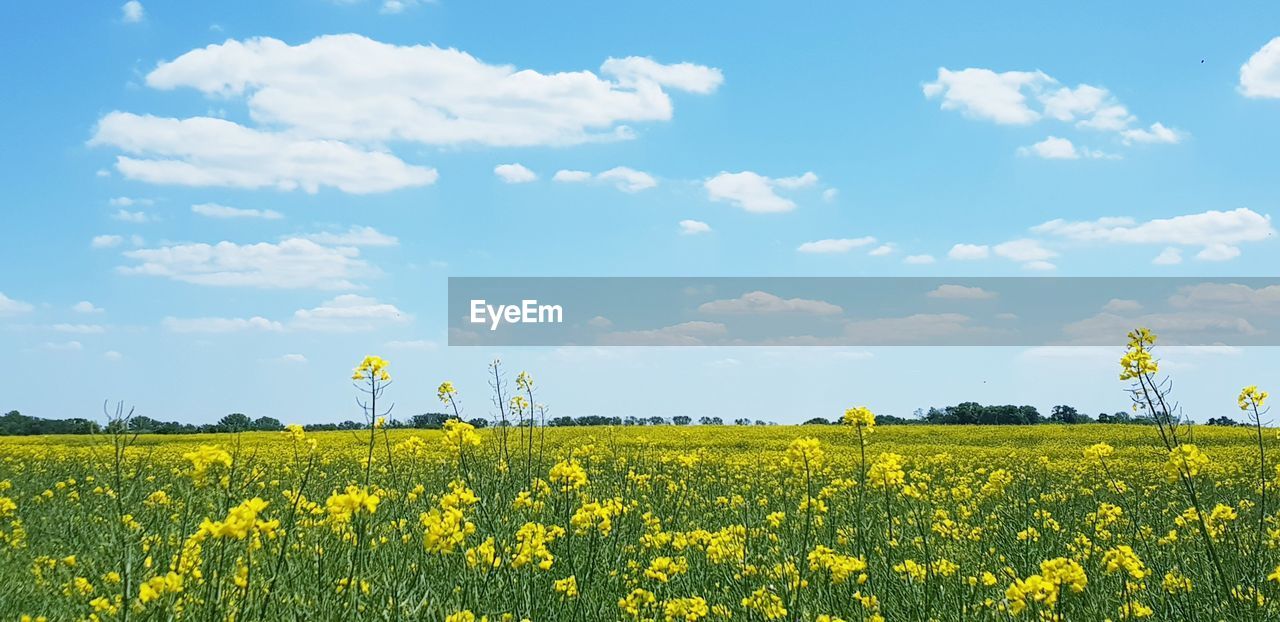 Scenic view of oilseed rape field against sky