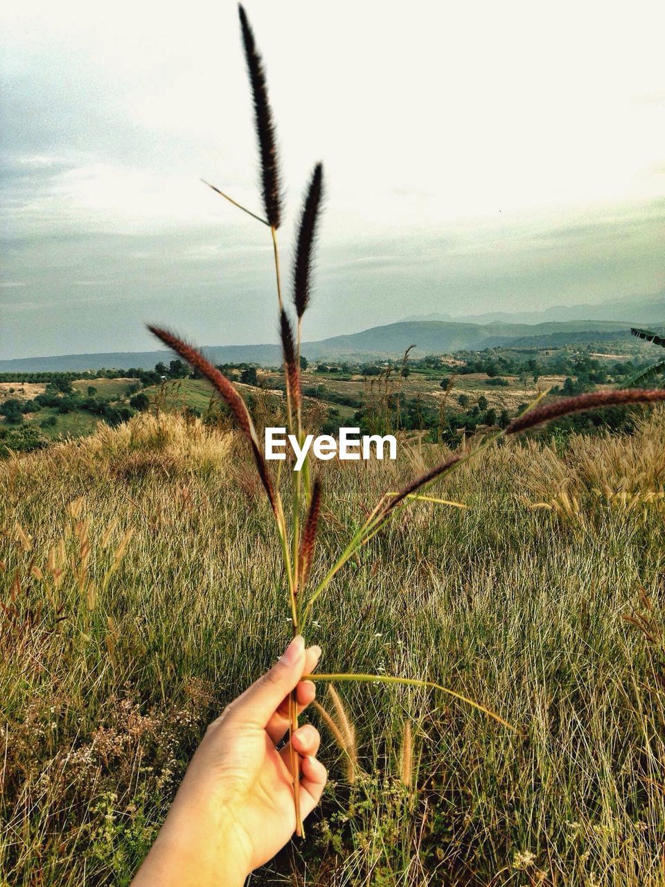 CLOSE-UP OF HAND HOLDING WHEAT FIELD