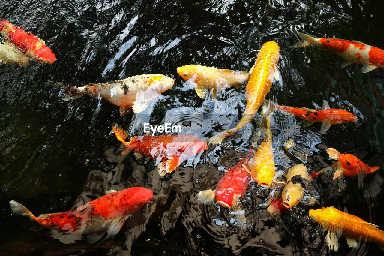 HIGH ANGLE VIEW OF KOI FISH IN SEA