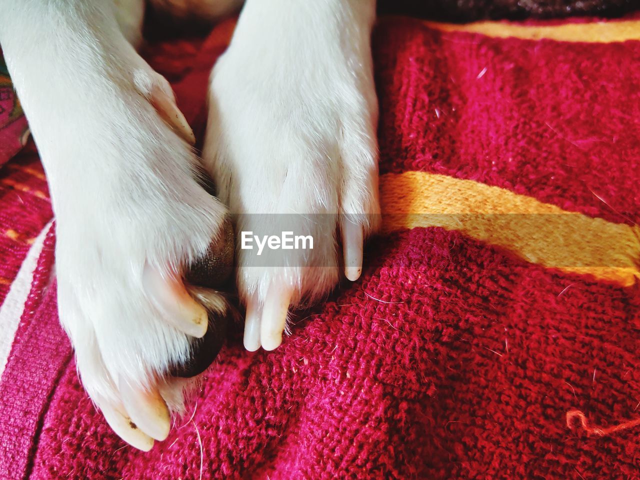 High angle view of dog relaxing on bed