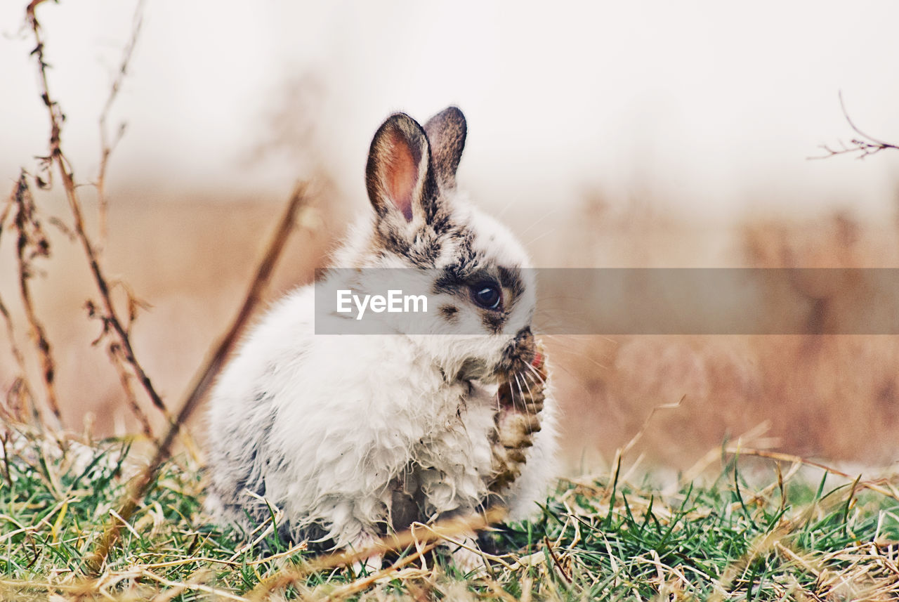 VIEW OF AN ANIMAL ON FIELD