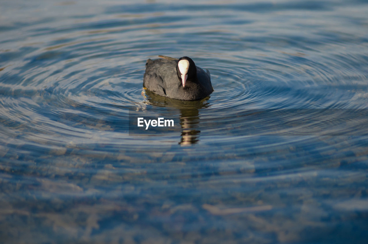 HIGH ANGLE VIEW OF DUCK IN LAKE