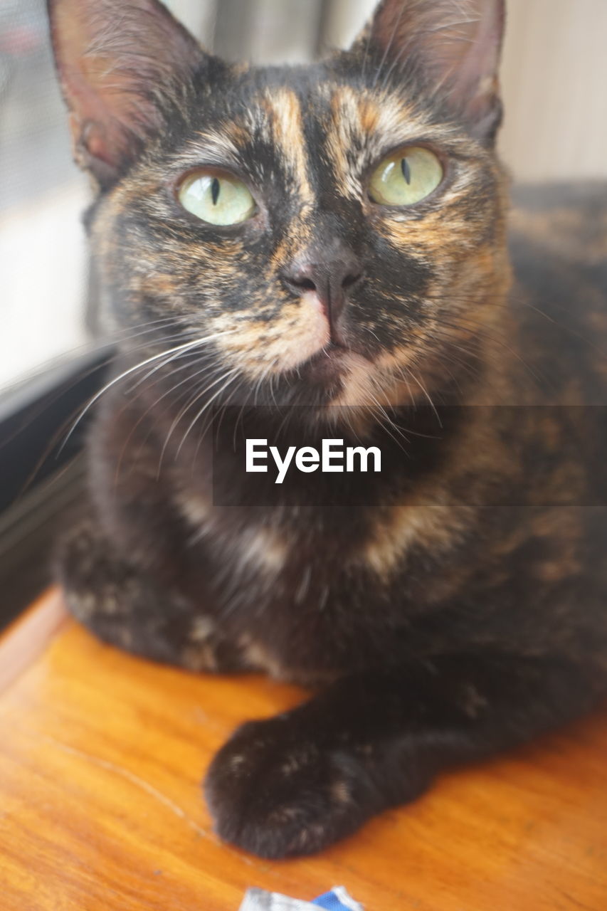 PORTRAIT OF CAT SITTING ON TABLE AT HOME