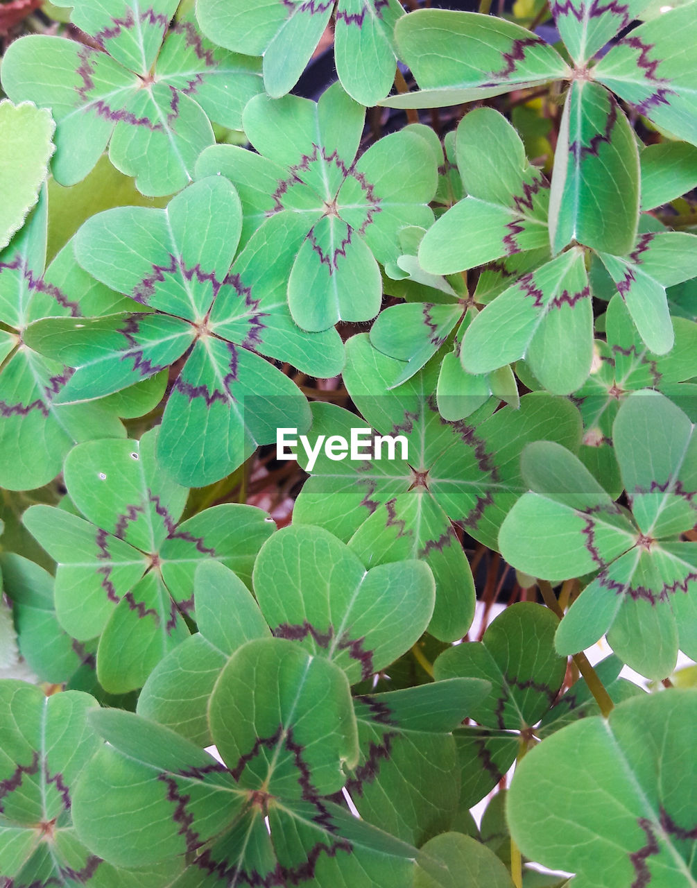 Full frame shot of green leaves on plant