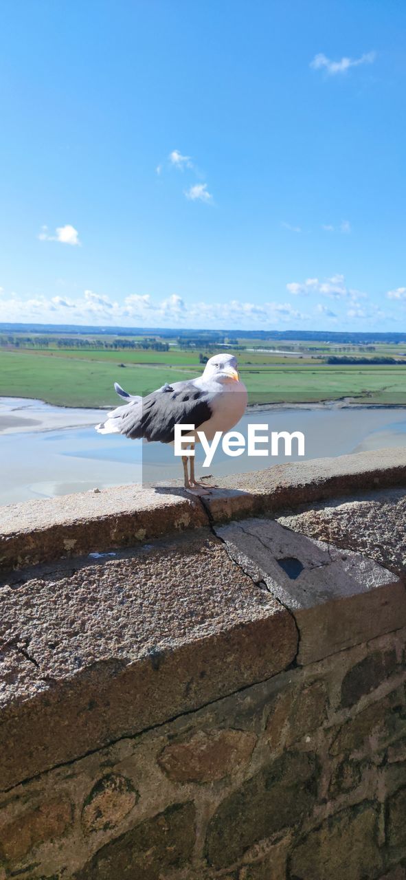 SEAGULLS ON BEACH