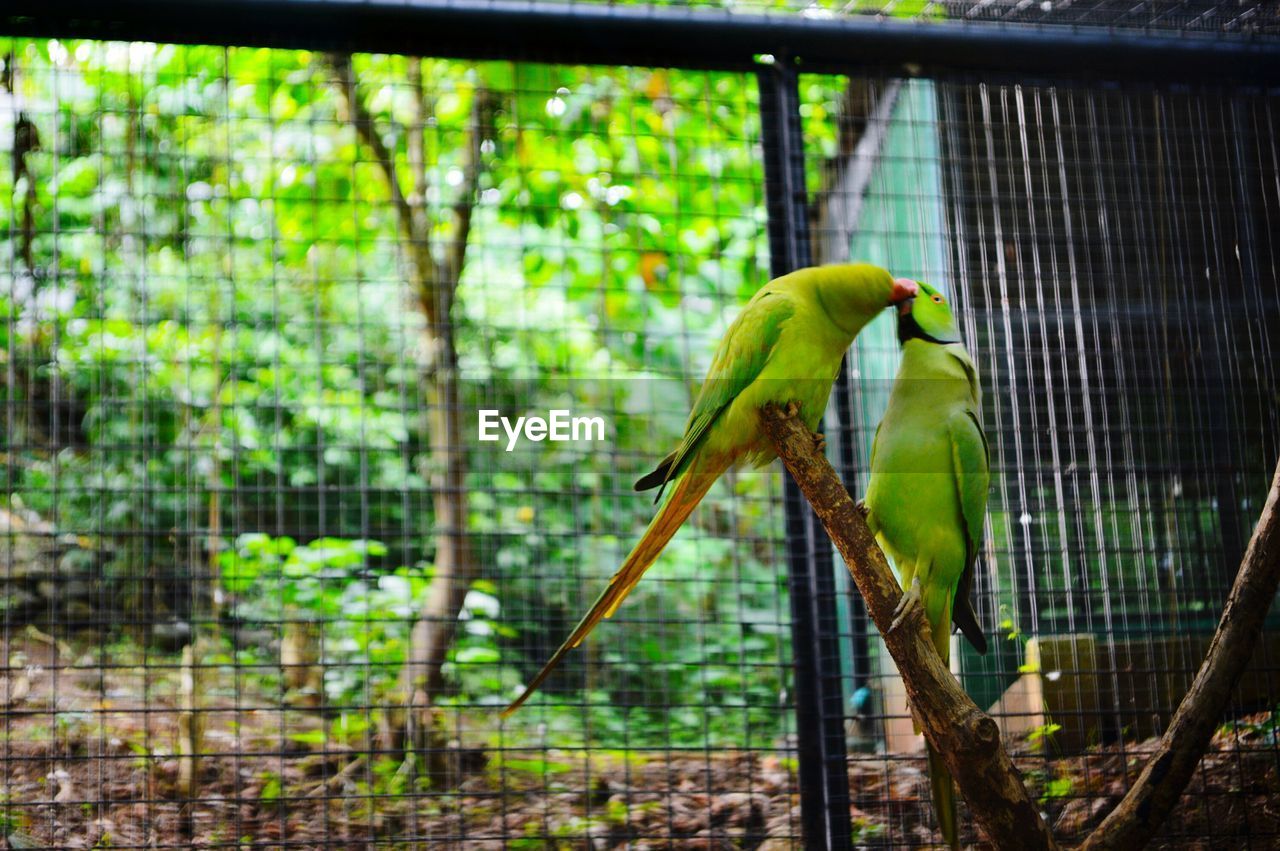 BIRD PERCHING ON CAGE