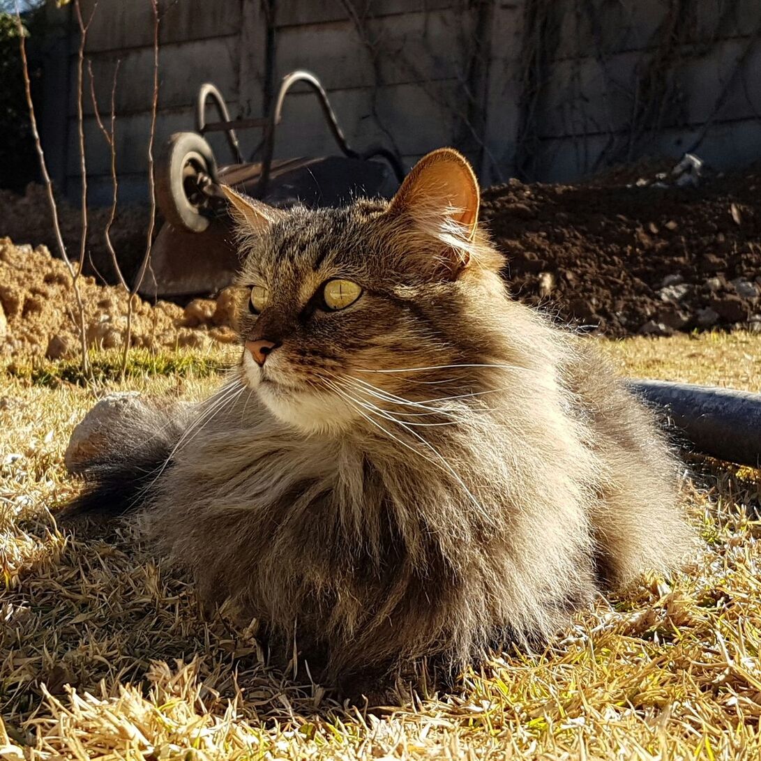 CAT ON GRASS