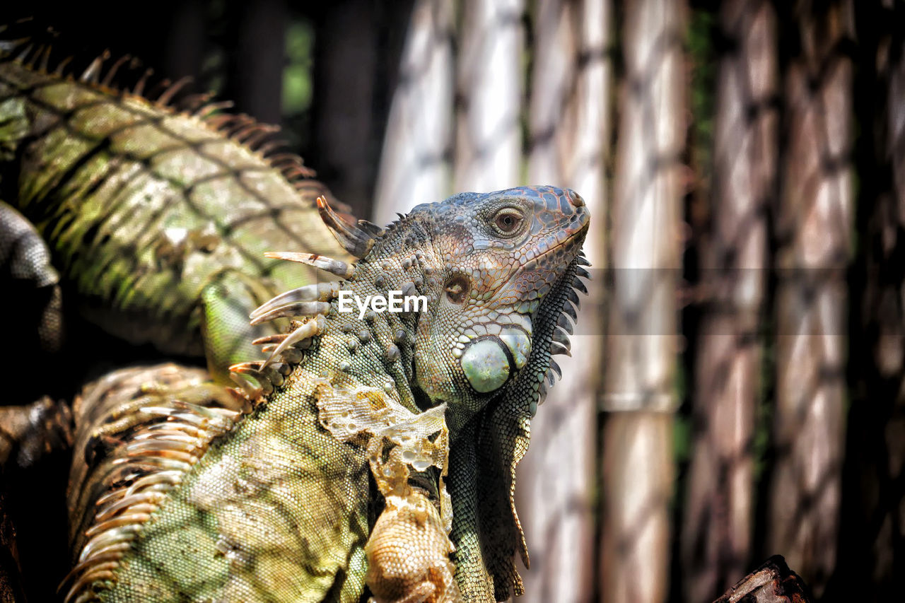 CLOSE-UP OF LIZARD