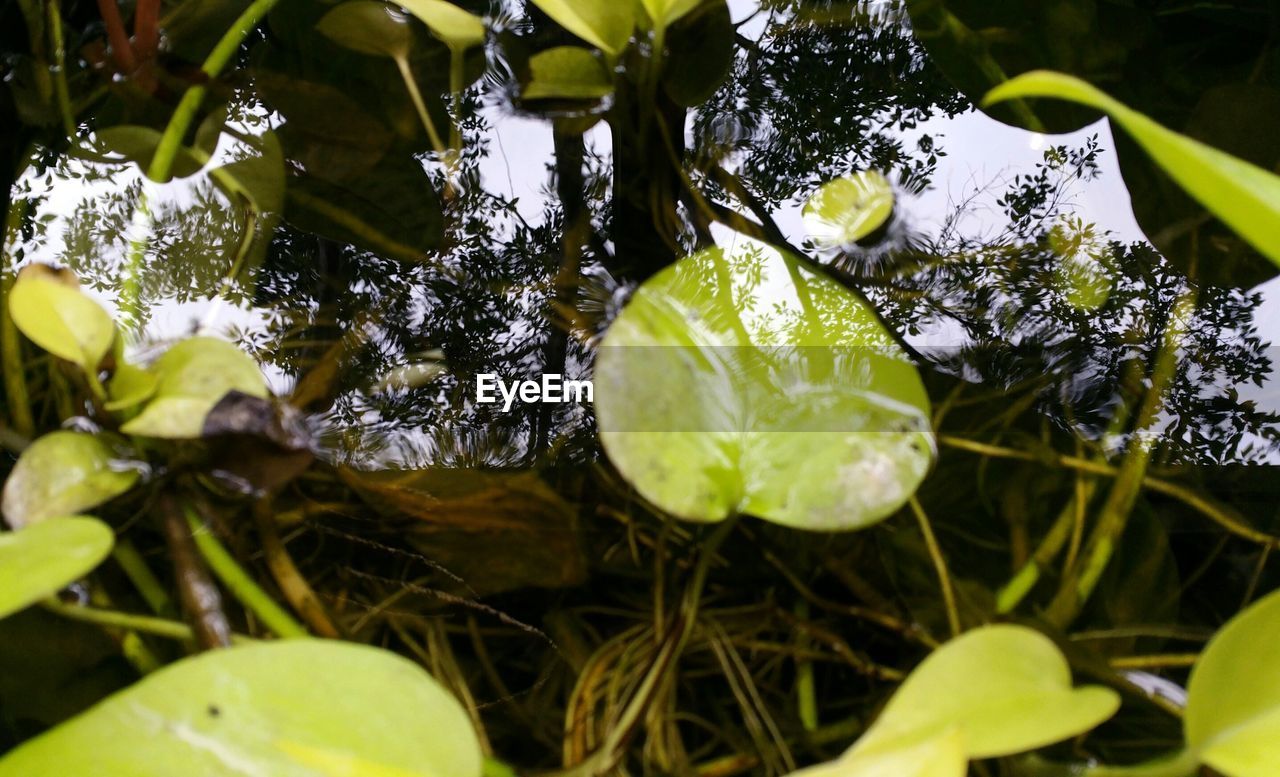 CLOSE-UP OF FRUIT GROWING IN WATER