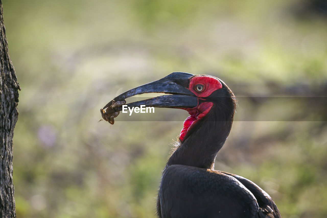 CLOSE-UP OF A BIRD