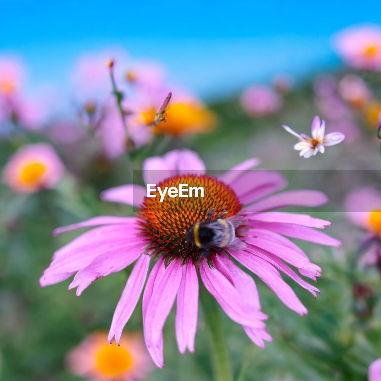 flower, flowering plant, plant, beauty in nature, freshness, animal themes, animal, flower head, nature, animal wildlife, close-up, insect, petal, fragility, growth, macro photography, pollen, one animal, wildflower, no people, focus on foreground, summer, inflorescence, bee, wildlife, purple, meadow, outdoors, pink, botany, sky, pollination, food, day, springtime, sunlight, multi colored, blossom