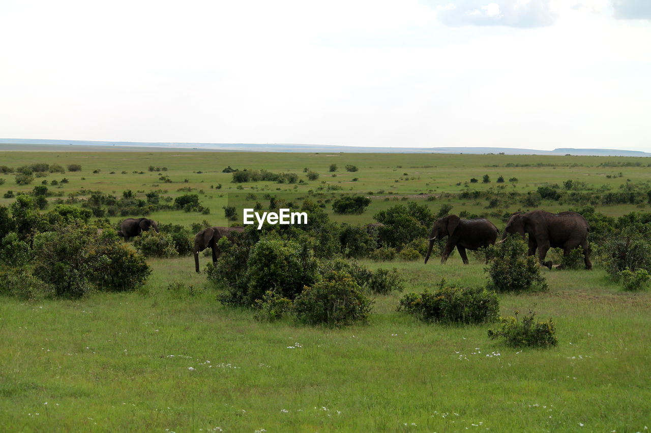 HERD OF SHEEP IN A FIELD