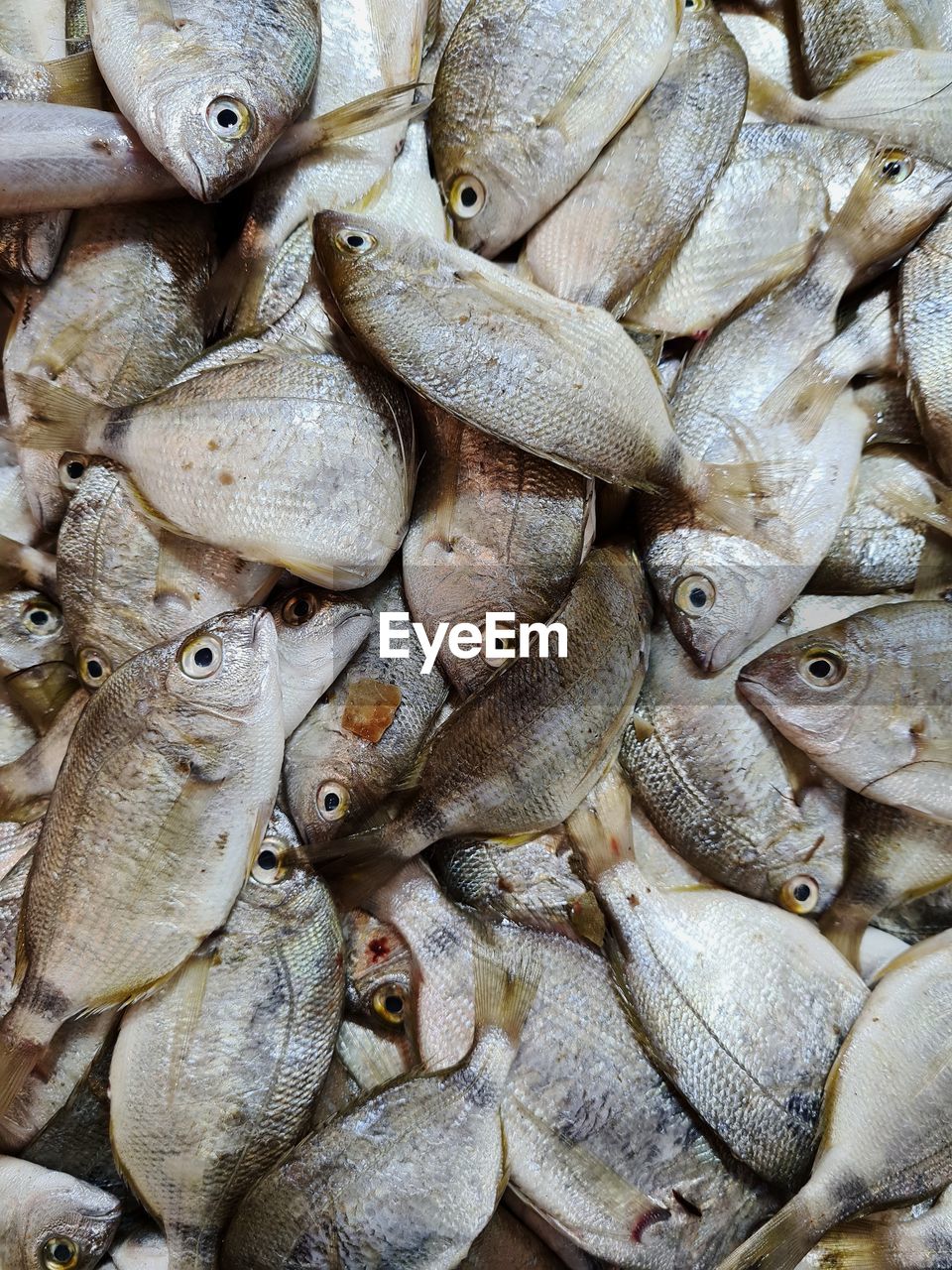 FULL FRAME SHOT OF FISH FOR SALE