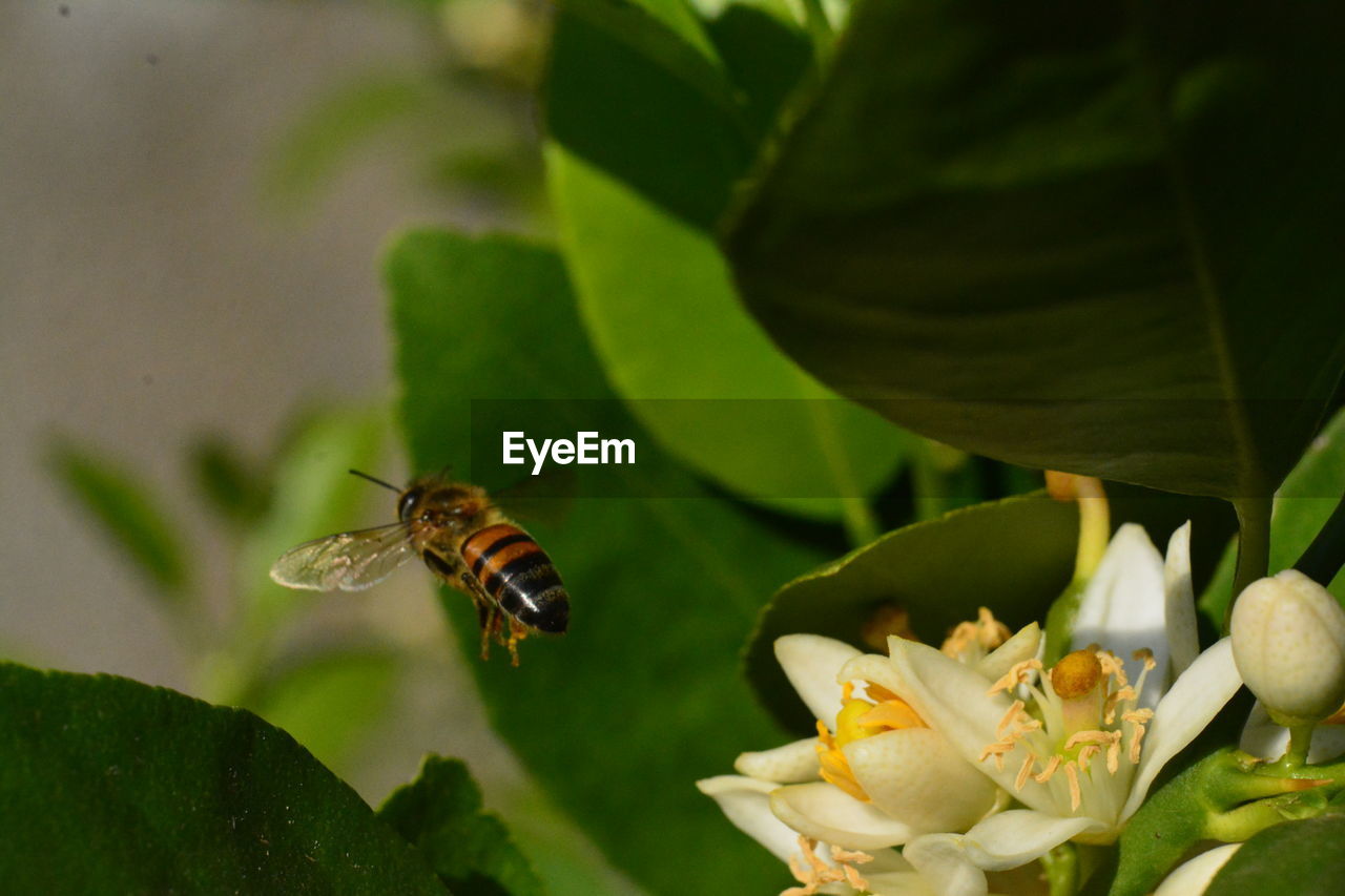 Close-up of bee on flower