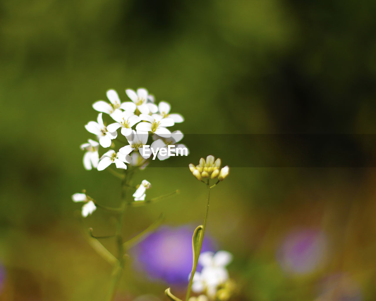 CLOSE-UP OF WHITE FLOWERS BLOOMING OUTDOORS