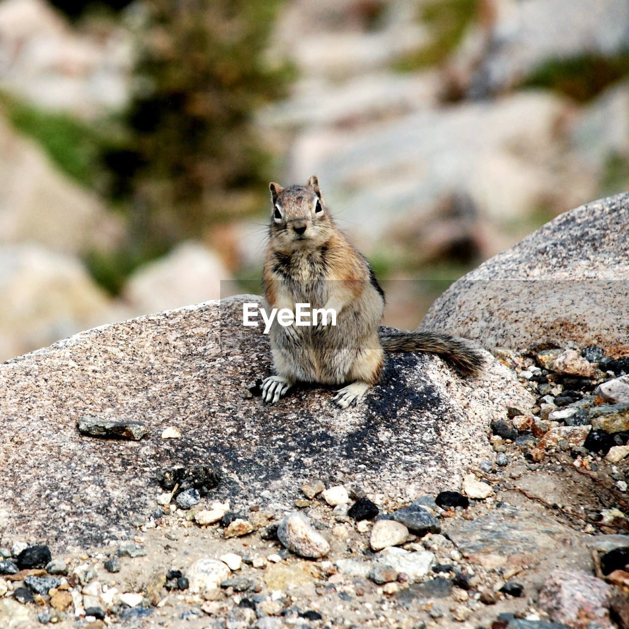 Portrait of squirrel on rock