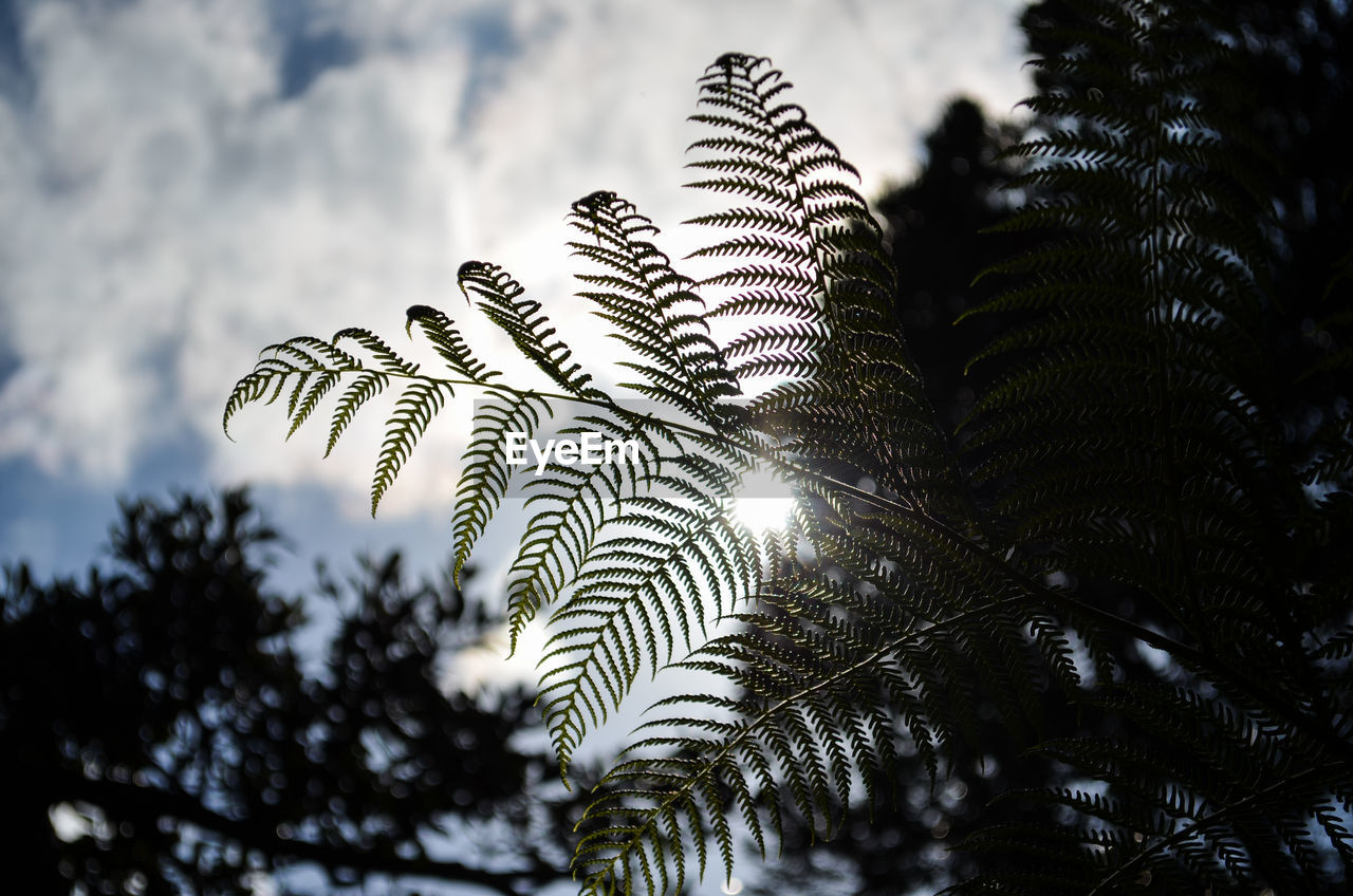 tree, plant, nature, sky, leaf, branch, growth, beauty in nature, no people, plant part, low angle view, cloud, sunlight, outdoors, tranquility, flower, day, coniferous tree, ferns and horsetails, pinaceae, tropical climate, focus on foreground, palm tree, pine tree, fern, forest, silhouette