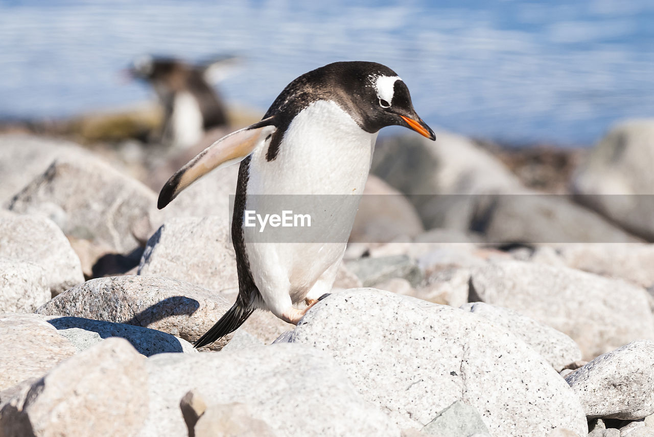 close-up of penguin