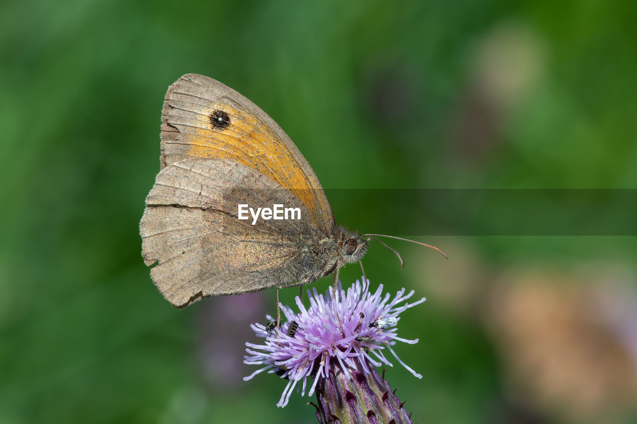 Close up of a meadow brown  butterfly on a thistle flower