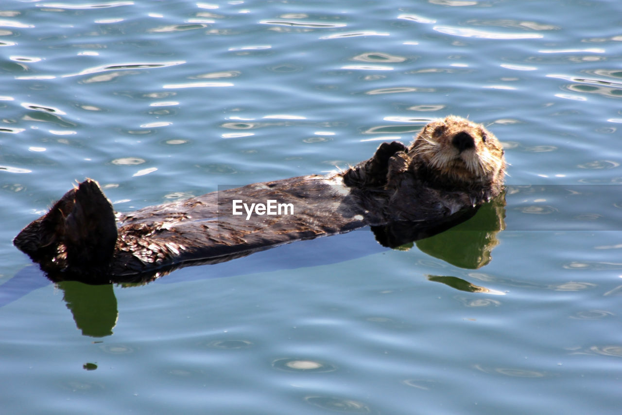 Otter swimming in lake