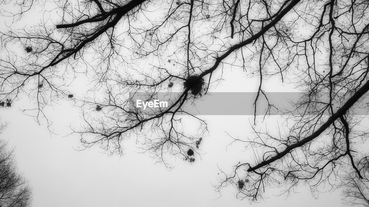 BARE TREE AGAINST SKY