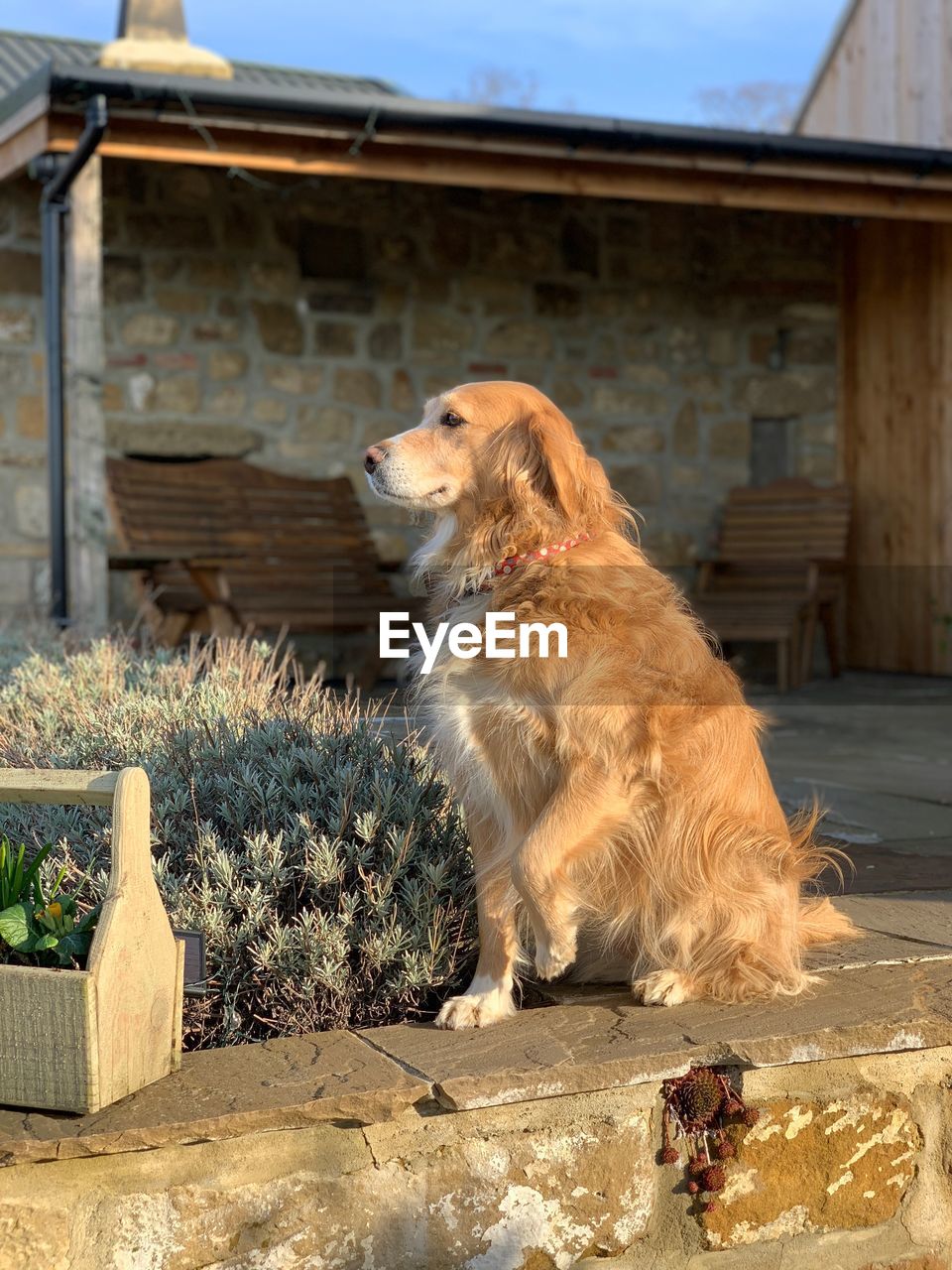 DOG LOOKING AWAY WHILE SITTING ON WALL