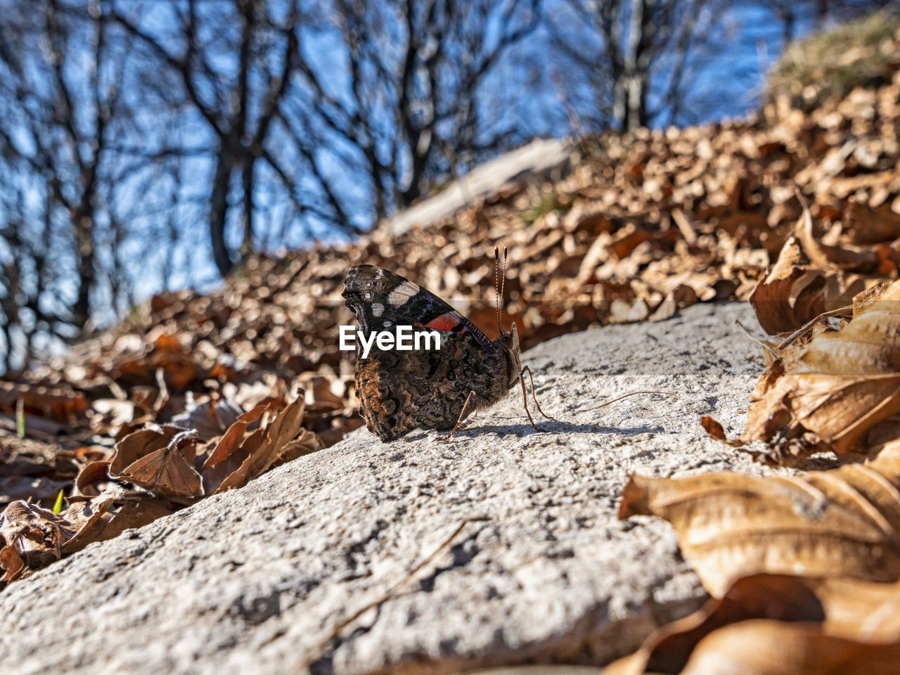 CLOSE-UP OF A DRY LEAVES ON A LAND