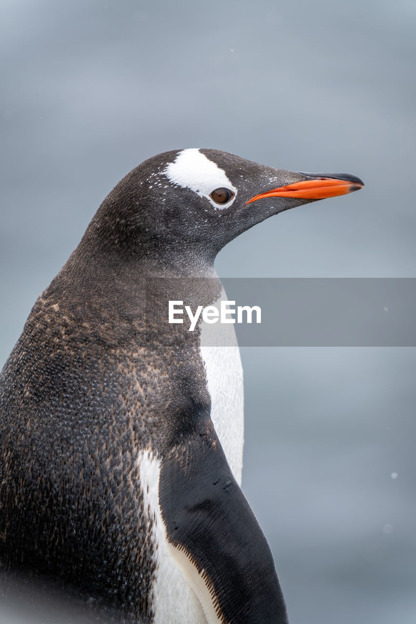 Close-up of gentoo penguin standing in profile