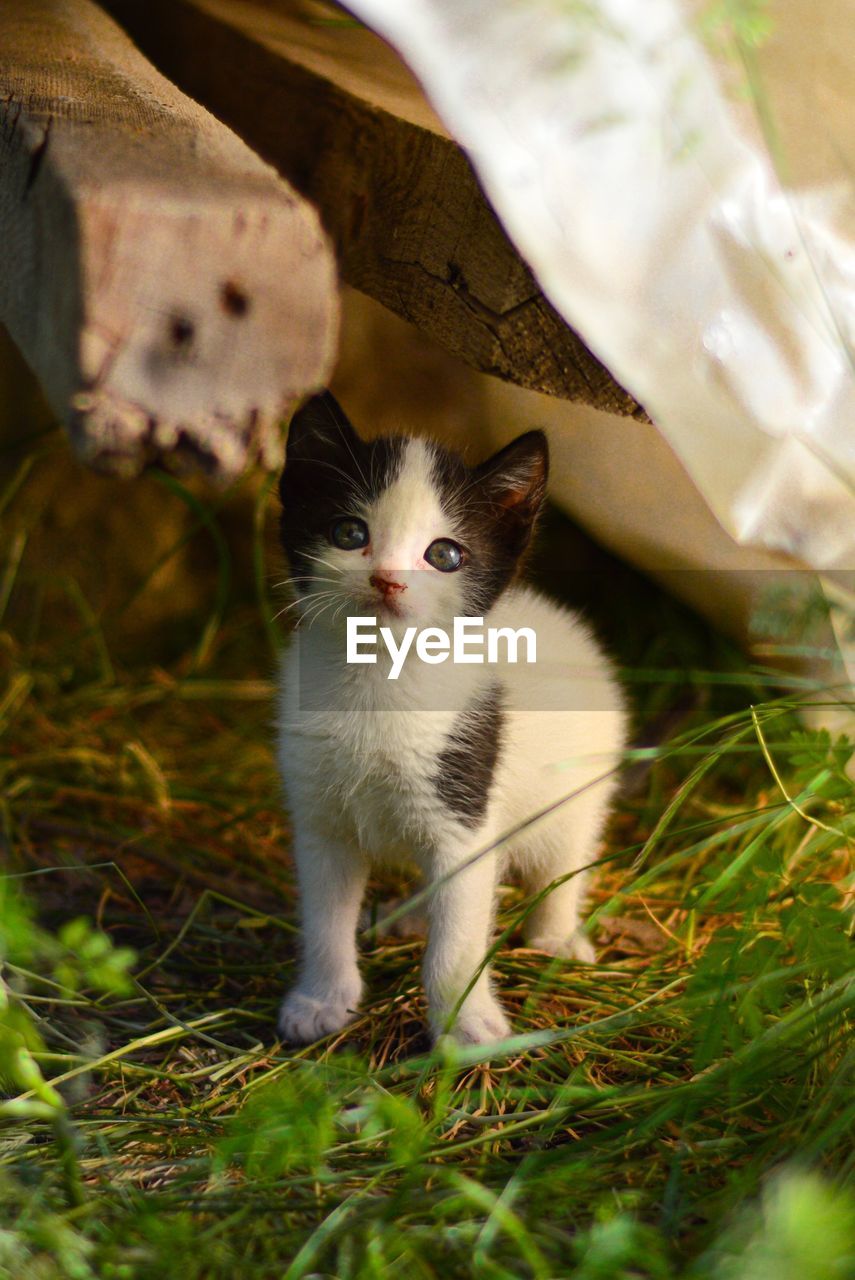 Portrait of cat on field