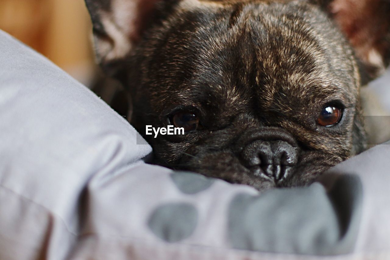 CLOSE-UP PORTRAIT OF DOG WITH MOUTH