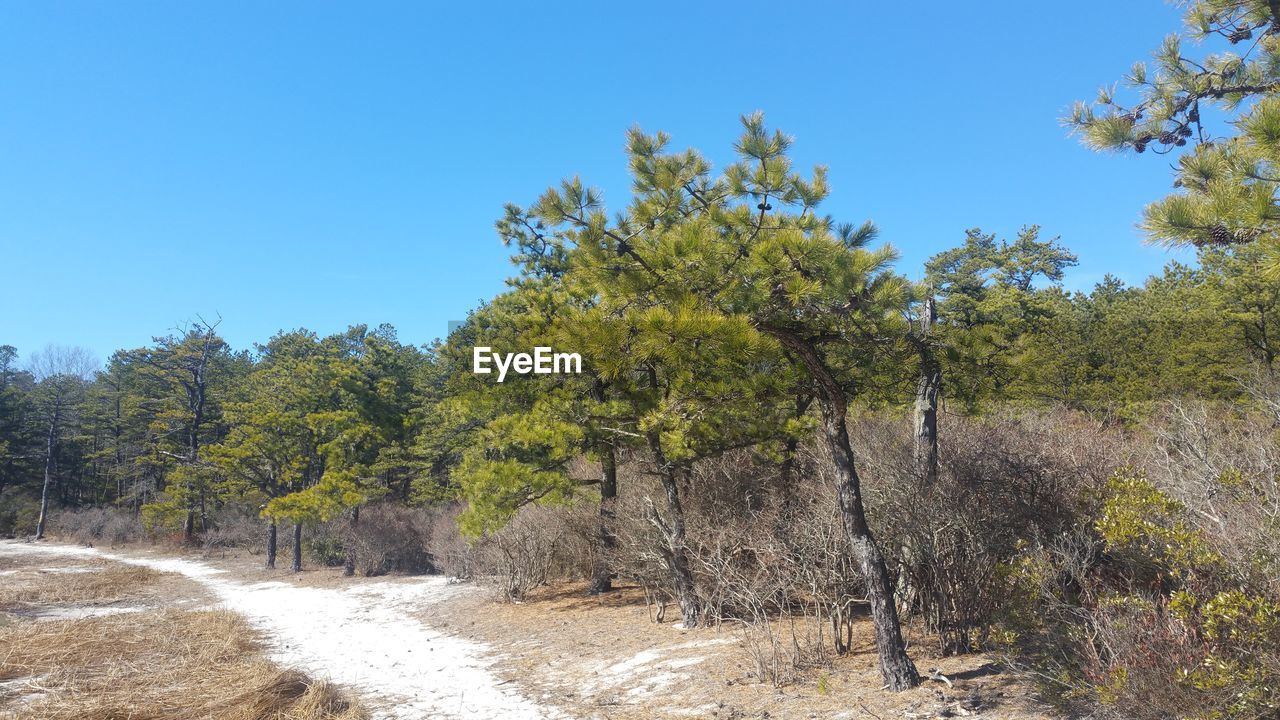 VIEW OF TREES AGAINST CLEAR BLUE SKY