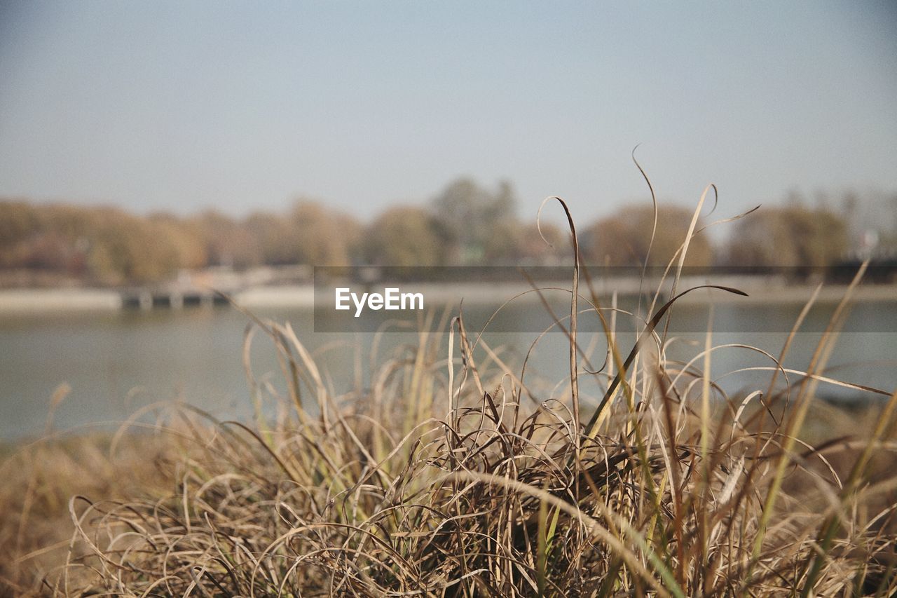 Close-up of grass in lake against sky