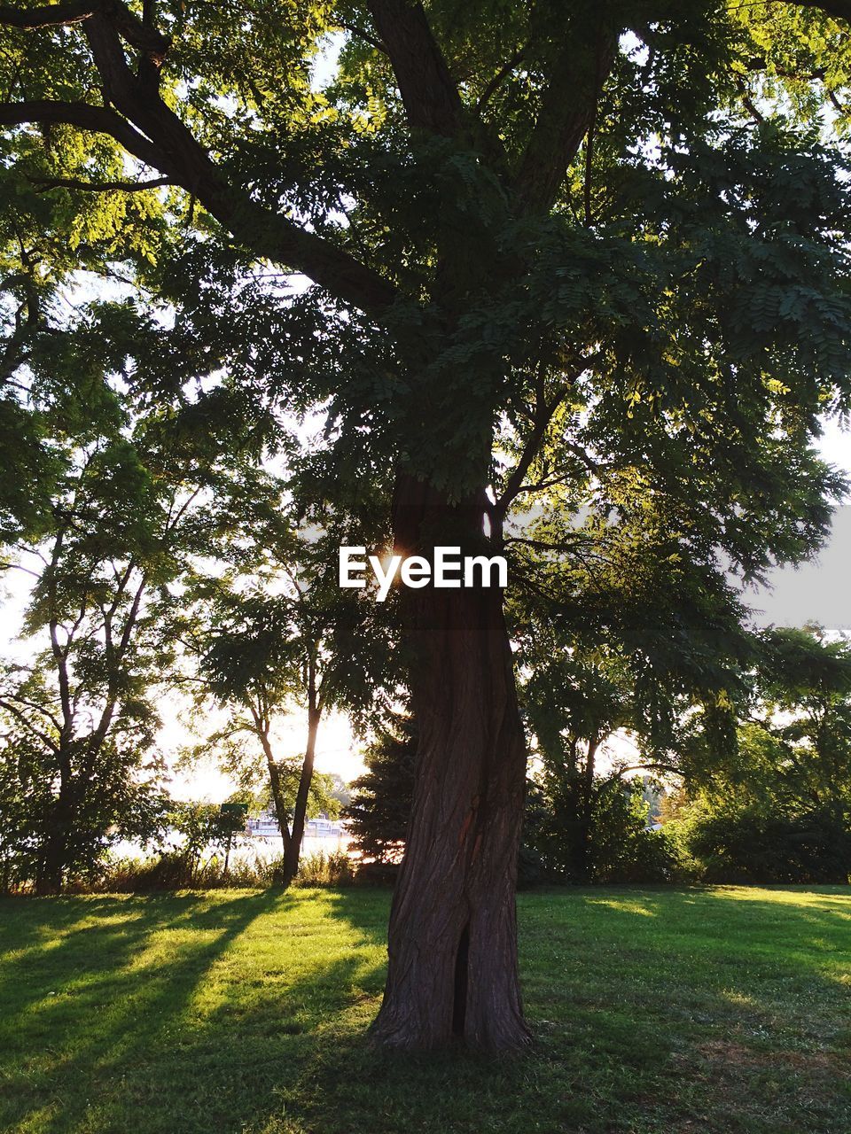 TREES ON GRASSY FIELD