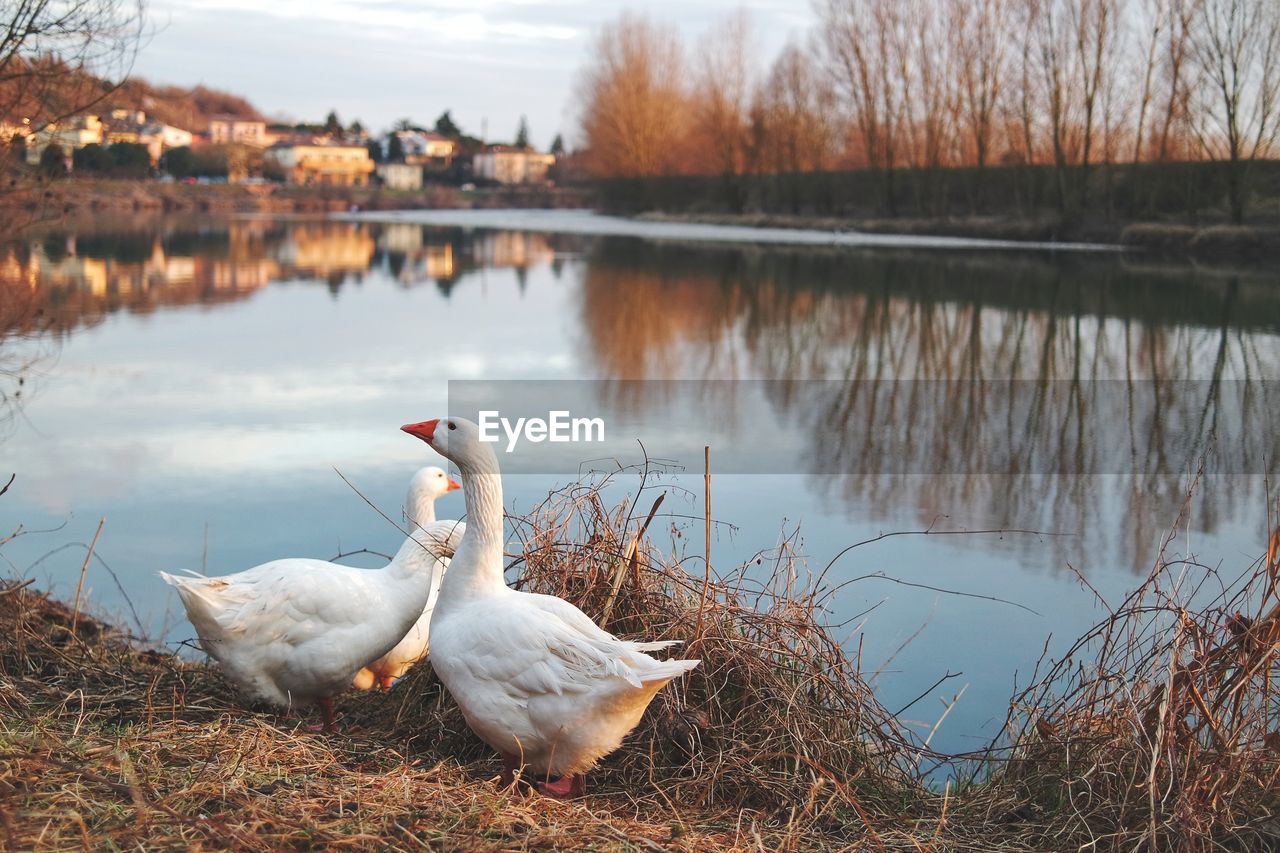 Ducks by lake