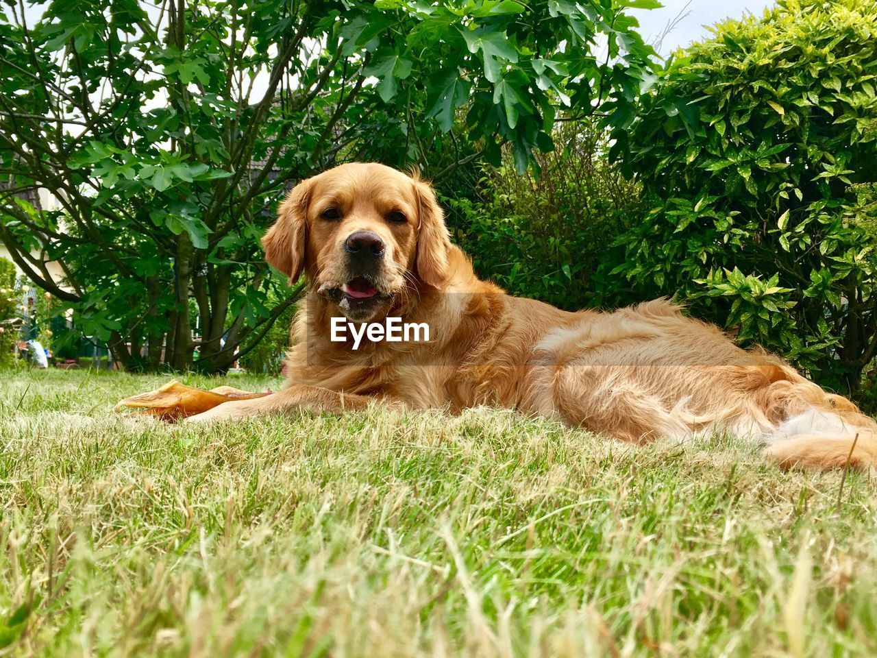 Portrait of golden retriever relaxing on grass