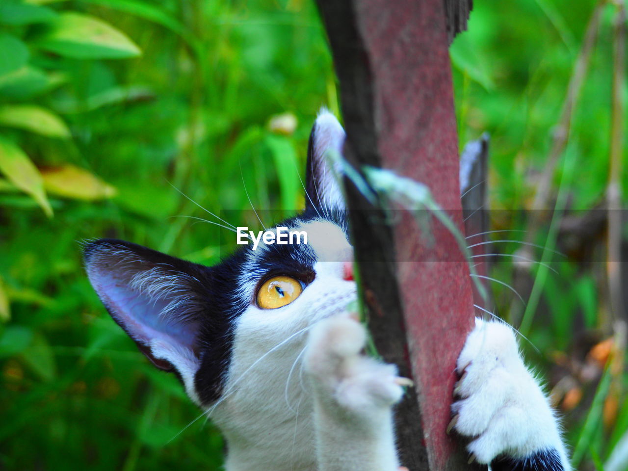 CLOSE-UP PORTRAIT OF A CAT ON PLANT