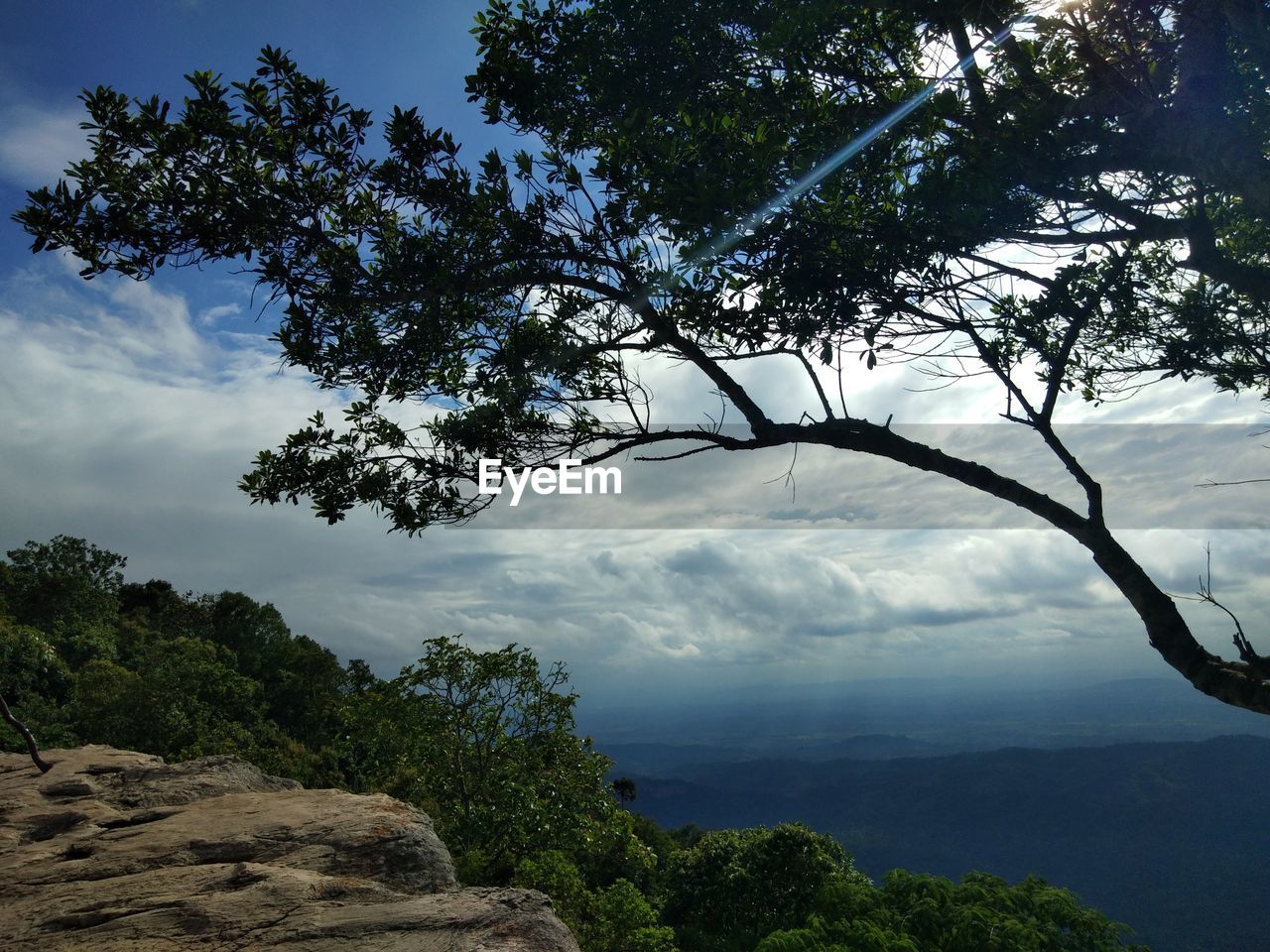 LOW ANGLE VIEW OF TREE AND MOUNTAIN AGAINST SKY