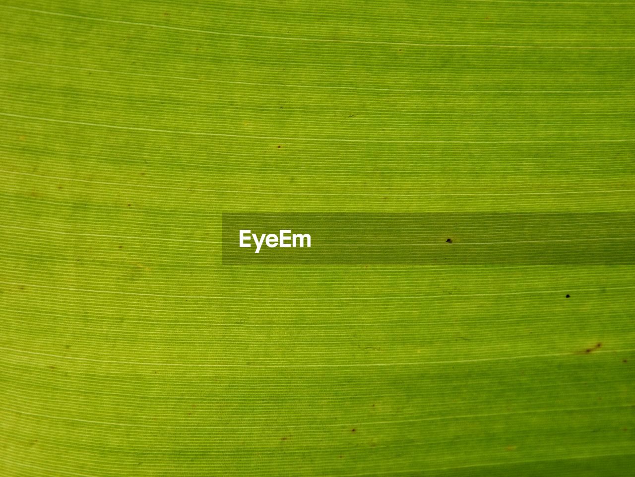 Close-up of green leaf