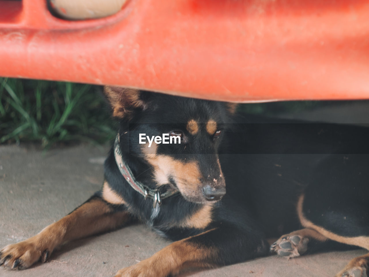 CLOSE-UP OF A DOG LYING DOWN