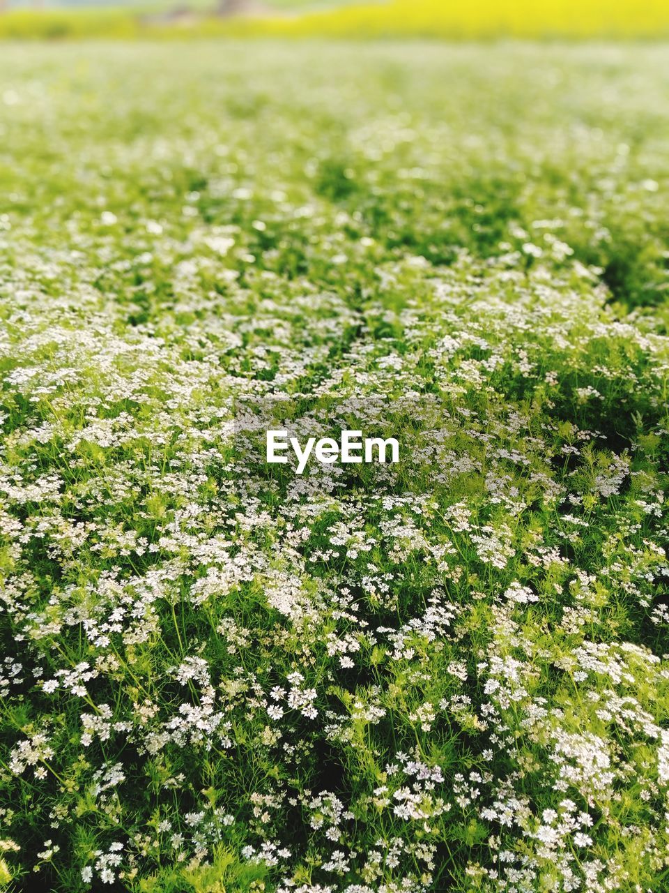 View of flowering plants on field